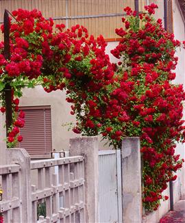 Klätterros 'Santana'