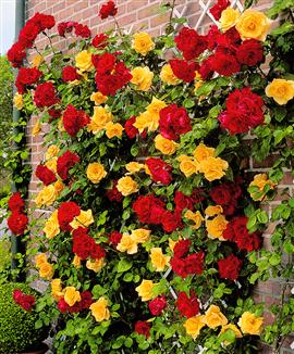 Klätterros duo 'Spanish Flag'