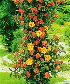 Klätterros duo 'Sundown'