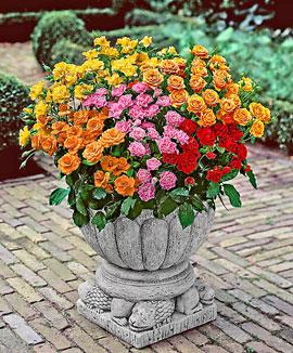 Kollektion med porslinsrosor