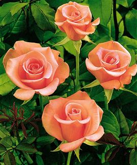 Storblomstrande ros 'Flamingo'®