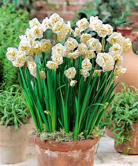 Narcisser 'Bridal Crown'