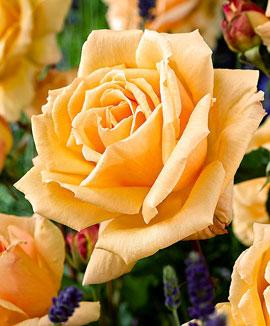 Storblomstrande ros 'Diamond Jubilee'