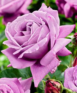 Storblomstrande ros 'Waltz Time'