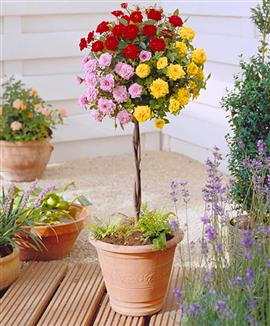 Stamros rosa tricolor