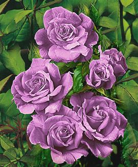 Häckros 'Blue Lake'