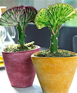 Marmoreuforbia med kruka och singel