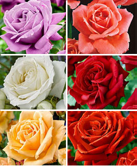 Kollektion med storblomstrande rosor