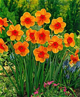 Mini-narcisser 'Kedron'