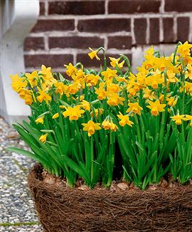 Mini-narcisser 'Tête-à-Tête'