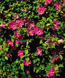 Hibiskus 'Woodbridge'