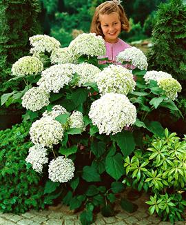 Vidjehortensia 'Annabelle'