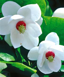 Buskmagnolia 'Sieboldii'