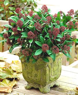 Skimmia japonica 'Rubella'