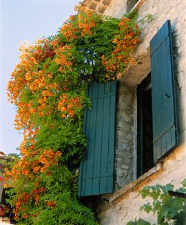 Storblommig trumpetranka 'Madame Gala'