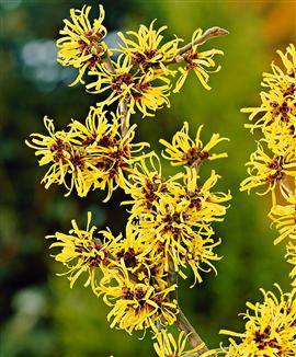 Kinesisk trollhassel 'Boskoop'