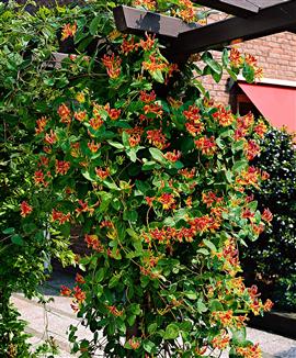 Kaprifol 'Goldflame'