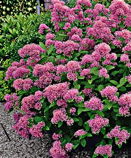 Fransk säckbuske 'Marie Simon'