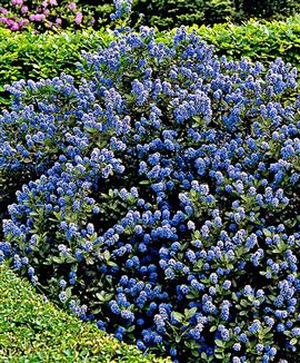 Säckbuske 'Victoria'