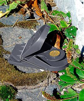 Musfälla med lockbete