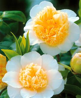 Kamelia 'Brushfield Yellow'