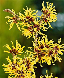 Kollektion med kinesisk trollhassel