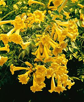 Storblommig trumpetranka 'Flava'