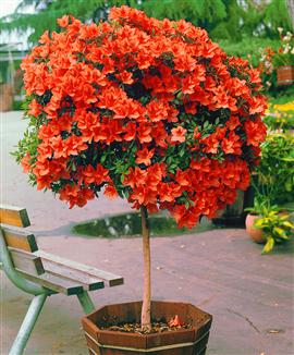 Japansk azalea på stam