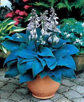 Funkia (Hosta) 'Halycon'