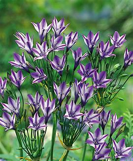 Brodiaea 'Rudy'®