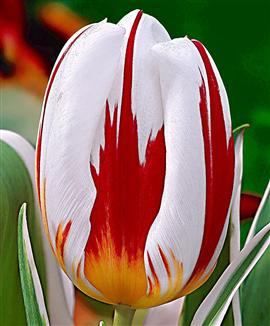 Tulpaner 'Happy Generation'®