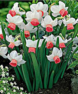 Mini-narcisser 'Bell Song'