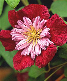 Klematis 'Avant Garde'