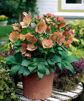 Orientalisk Julros 'Apricot Beauty'