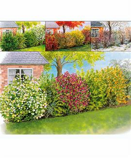 Häck De fyra årstiderna