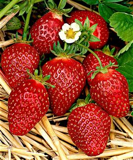 Jordgubbar 'Korona'