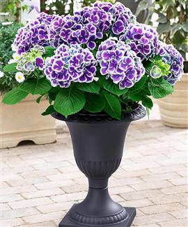 Hortensia 'Tivoli'
