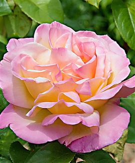 Storblomstrande ros 'Peace'