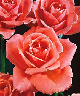 Storblomstrande ros 'Betty Uprichard'