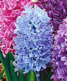 Hyacinter 'Sky Jacket'