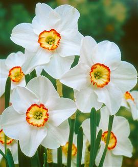 Narcisser 'Recurvus'