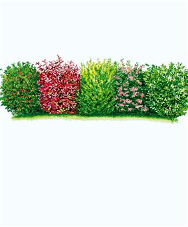 Häck som behåller sina blad