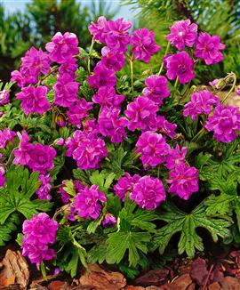 Vinterhärdig praktnäva 'Birch Double'