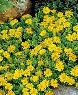 Delosperma congestum