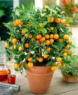 Mandarinträd 'Calamondin'