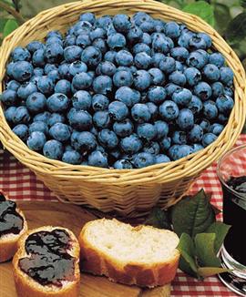 Blåbär 'Goldtraube'