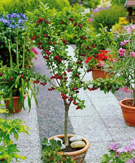 Dvärgkörsbärsträd ’Compact stella’