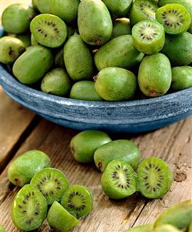 Mini-Kiwi 'Issai'