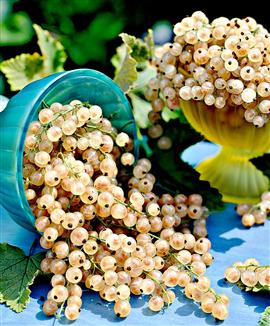 Vinbär 'White Pearl'