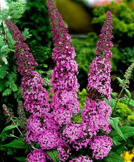 Syrenbuddleja 'Pink Delight'